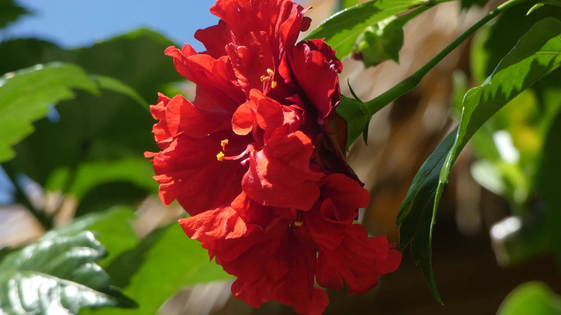 Hibiscus in bloom